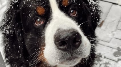 Illustration : La joie communicative d’un chien quand les premières neiges se mettent à tomber (vidéo) 