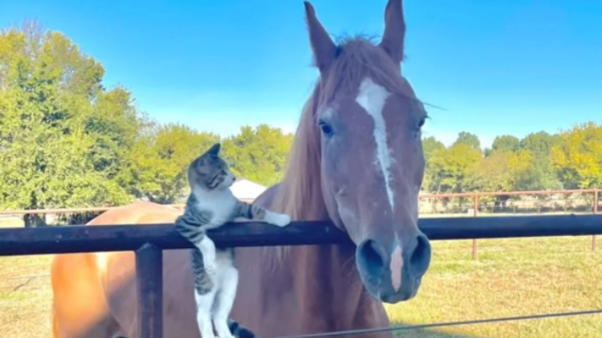 Illustration : "En faisant appel à un chat de grange pour lutter contre les souris, cette cavalière n’imaginait pas qu’il deviendrait le meilleur ami de son cheval âgé (vidéo)"