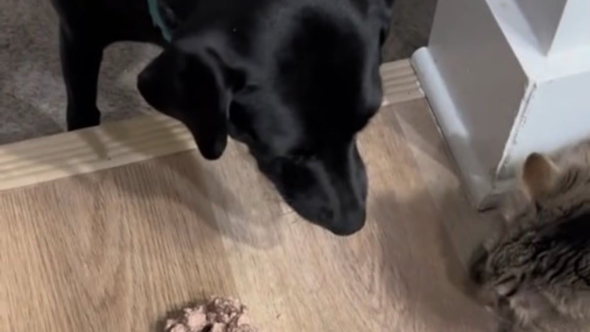 Illustration : "Une chatte devient la meilleure amie d'une Labrador qui refuse de manger si elle n'est pas à ses côtés (vidéo)"