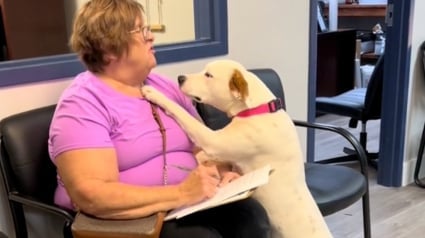 Illustration : Une chienne qui attendait sa chance au refuge remercie tendrement l'adoptante qui l'a choisie (vidéo)