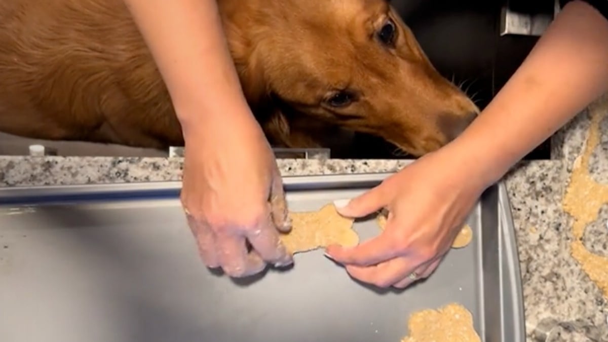 Illustration : "Un Golden Retriever aide sa grand-mère en cuisine, qui lui prépare des biscuits spéciaux (vidéo)"