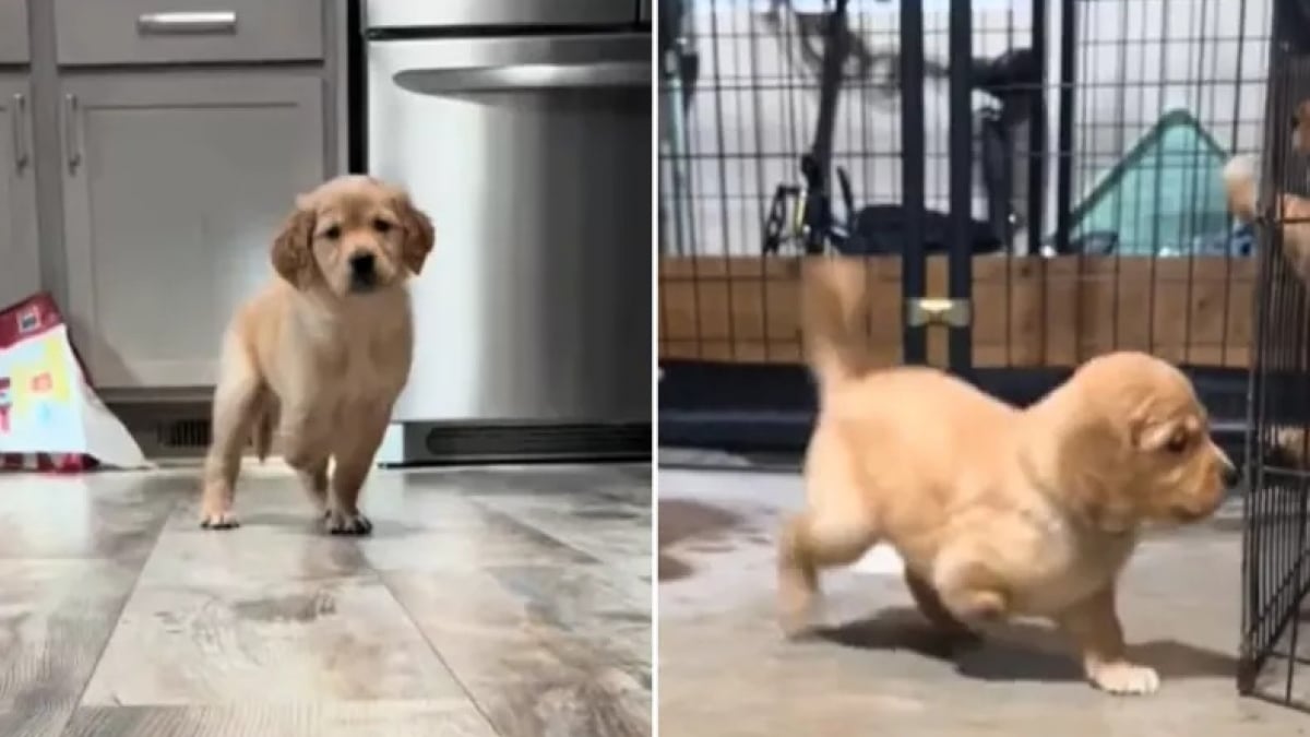 Illustration : "Cet adorable chiot Golden Retriever refuse de se laisser ralentir par son handicap et fait preuve d’une énergie débordante (vidéo)"