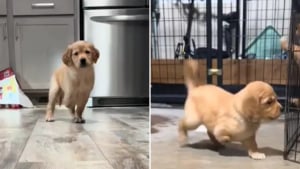 Illustration : "Cet adorable chiot Golden Retriever refuse de se laisser ralentir par son handicap et fait preuve d’une énergie débordante (vidéo)"