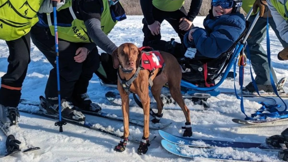 Illustration : "2 chiens thérapeutiques apportent beaucoup de réconfort aux personnes blessées sur les pistes de ski et inspirent un programme national (vidéo)"