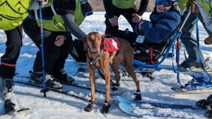 Illustration : 2 chiens thérapeutiques apportent beaucoup de réconfort aux personnes blessées sur les pistes de ski et inspirent un programme national (vidéo)