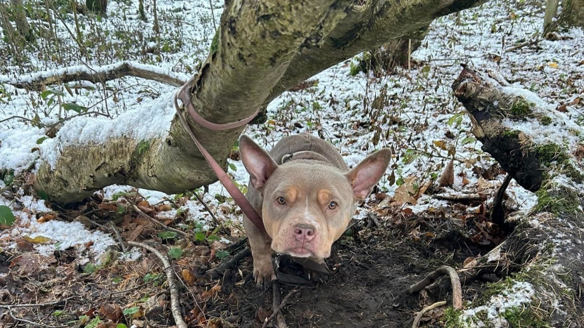 Illustration : "Un chien abandonné dans la forêt n’avait aucune échappatoire jusqu’à ce qu’une femme au grand cœur le découvre"