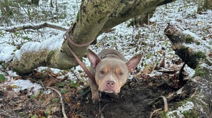 Illustration : Un chien abandonné dans la forêt n’avait aucune échappatoire jusqu’à ce qu’une femme au grand cœur le découvre