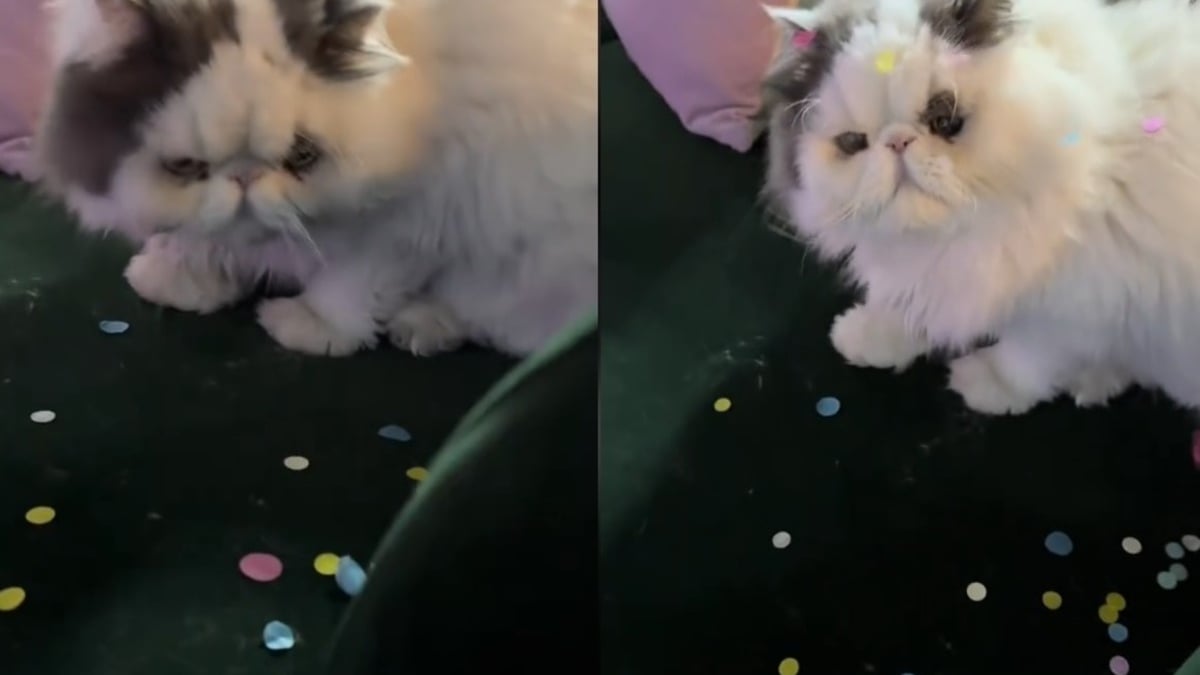 Illustration : "Ce chat Persan reste de marbre face à une pluie de confettis organisée pour son anniversaire par sa maîtresse qui espérait une autre réaction (vidéo)"