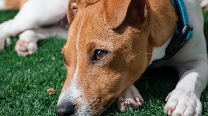 Illustration : Appel à la vigilance lancé par une clinique vétérinaire après une série inquiétante d'empoisonnements de chiens et de chats