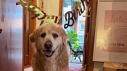 Illustration : Une femme veut faire plaisir à son chien de 16 ans en lui offrant un gâteau d’anniversaire, mais la situation tourne mal (vidéo)