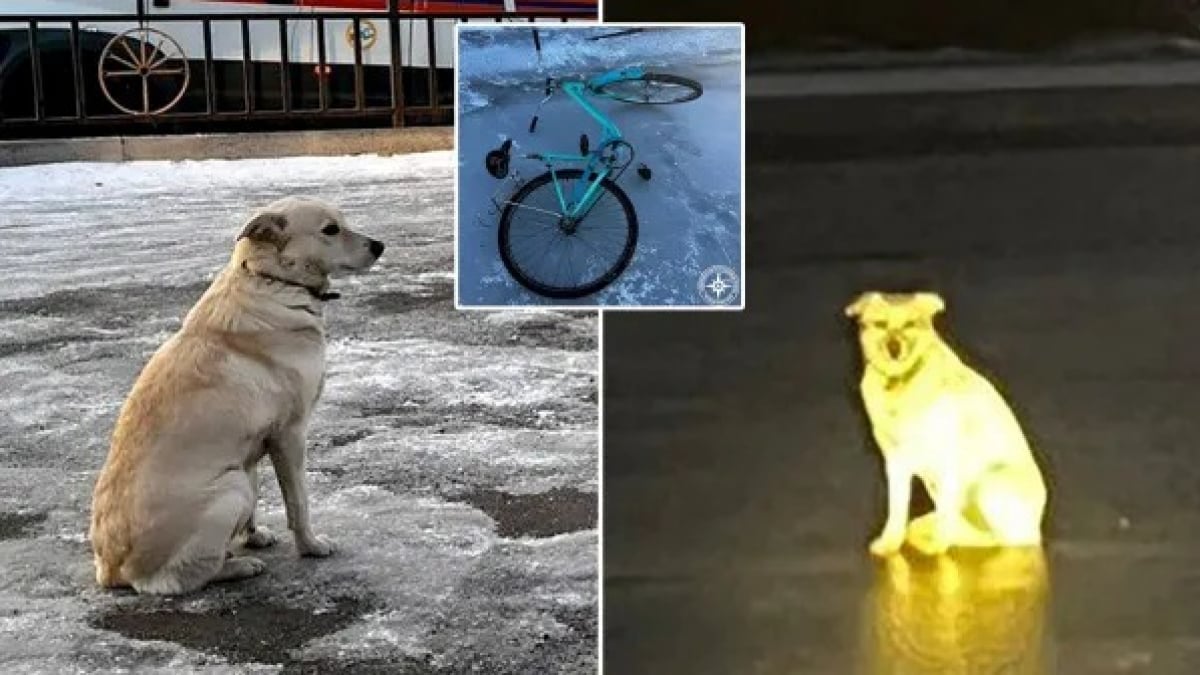 Illustration : "L’histoire déchirante de Belka, la chienne fidèle qui refuse de quitter l’endroit où son maître s’est noyé (vidéo)"