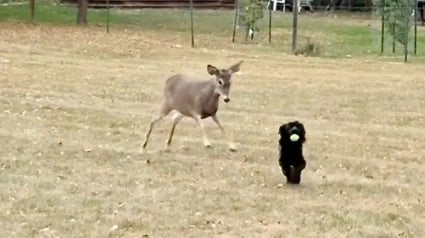 Illustration : En voyant un Cocker rapporter une balle à sa maîtresse, un chevreuil curieux veut se joindre au jeu (vidéo)