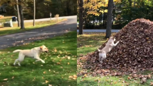 Illustration : "Cette chienne perpétue depuis 9 ans son adorable rituel d'automne consistant à plonger dans un tas de feuilles mortes (vidéo)"