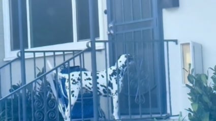 Illustration : La propriétaire d'un Dalmatien découvre qu'il mène une "double vie" en le surprenant en train de satisfaire sa gourmandise chez ses voisins (vidéo)