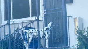 Illustration : "La propriétaire d'un Dalmatien découvre qu'il mène une 