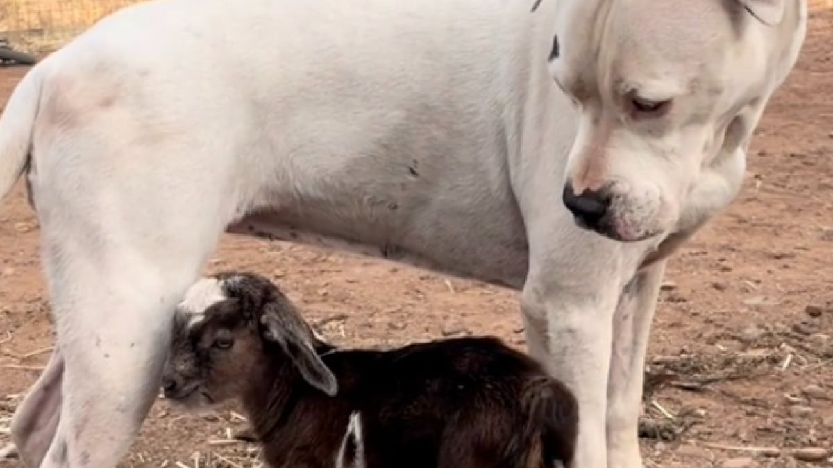 Illustration : "Dès que ses maîtres ont ramené un chevreau orphelin à la maison, cette chienne sourde s’est portée volontaire pour devenir sa nouvelle maman (vidéo)"