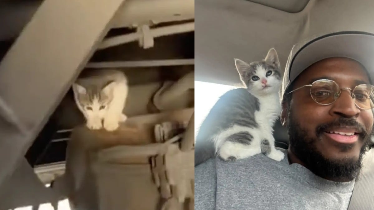 Illustration : "Un chaton se faufile sous un camion et se met à miauler jusqu'à ce que le conducteur l'entende et en tombe amoureux"