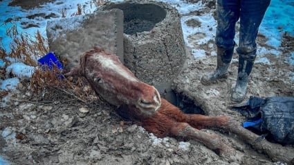 Illustration : De nombreuses personnes unissent leurs forces pour sauver un cheval piégé dans un trou boueux