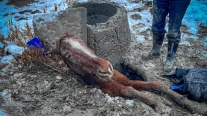 Illustration : "De nombreuses personnes unissent leurs forces pour sauver un cheval piégé dans un trou boueux"