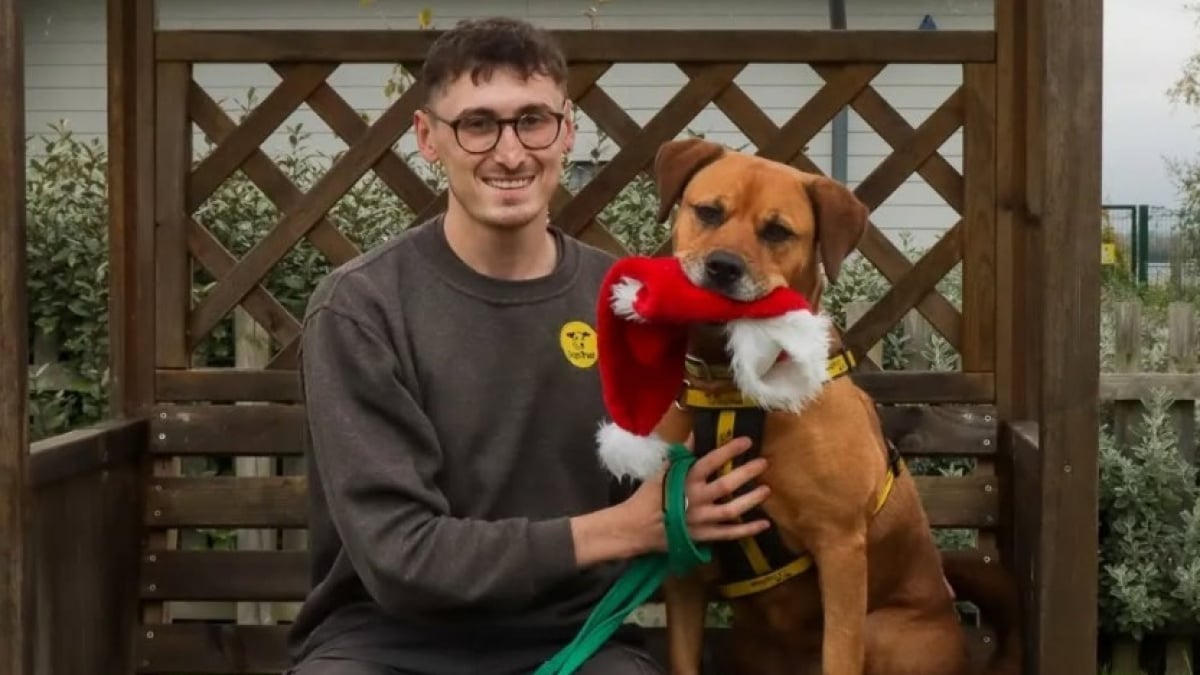 Illustration : "Puisque offrir un animal à Noël n’est pas toujours une bonne idée, une association propose une solution aux amoureux des bêtes"