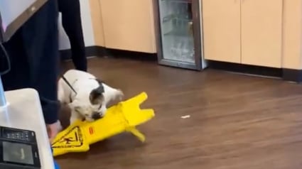 Illustration : En sortant de son rendez-vous chez le vétérinaire, un chien passe ses nerfs sur un panneau « sol glissant » (vidéo)