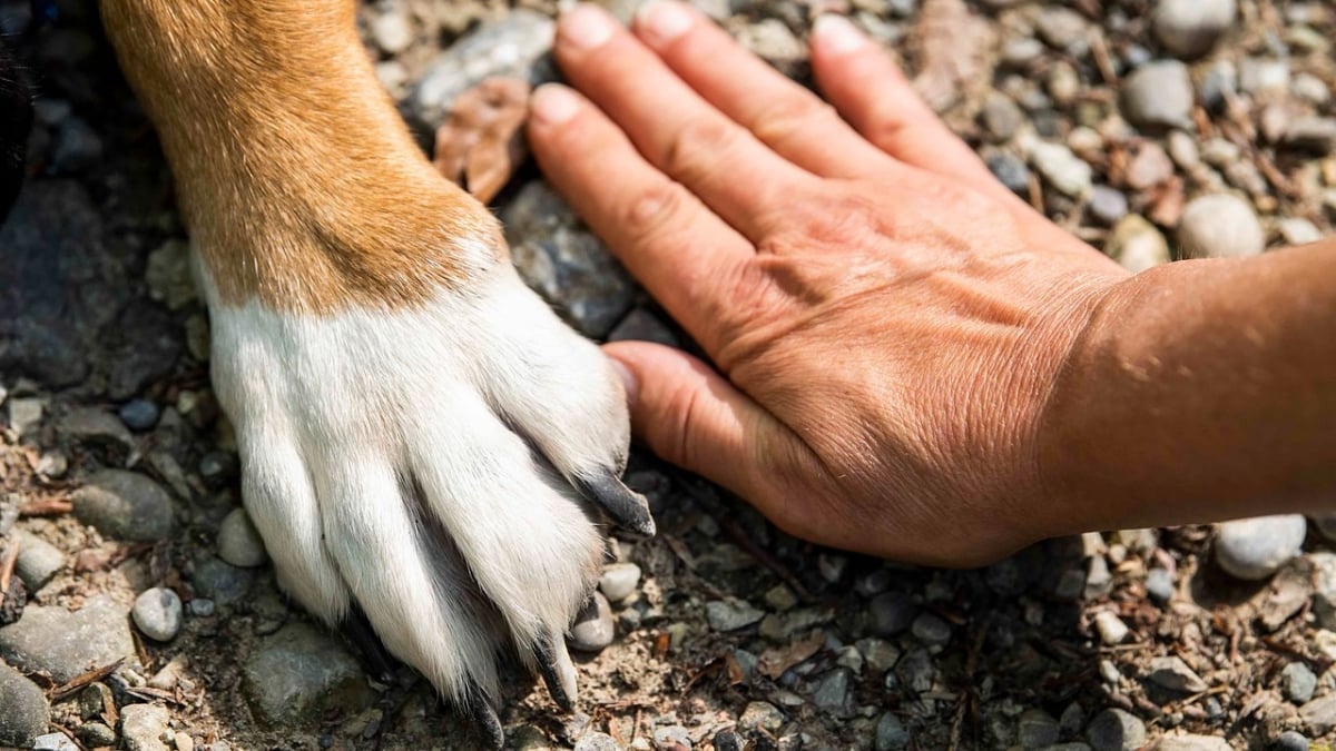 Illustration : "11 indices permettant à votre chien de connaître votre humeur"