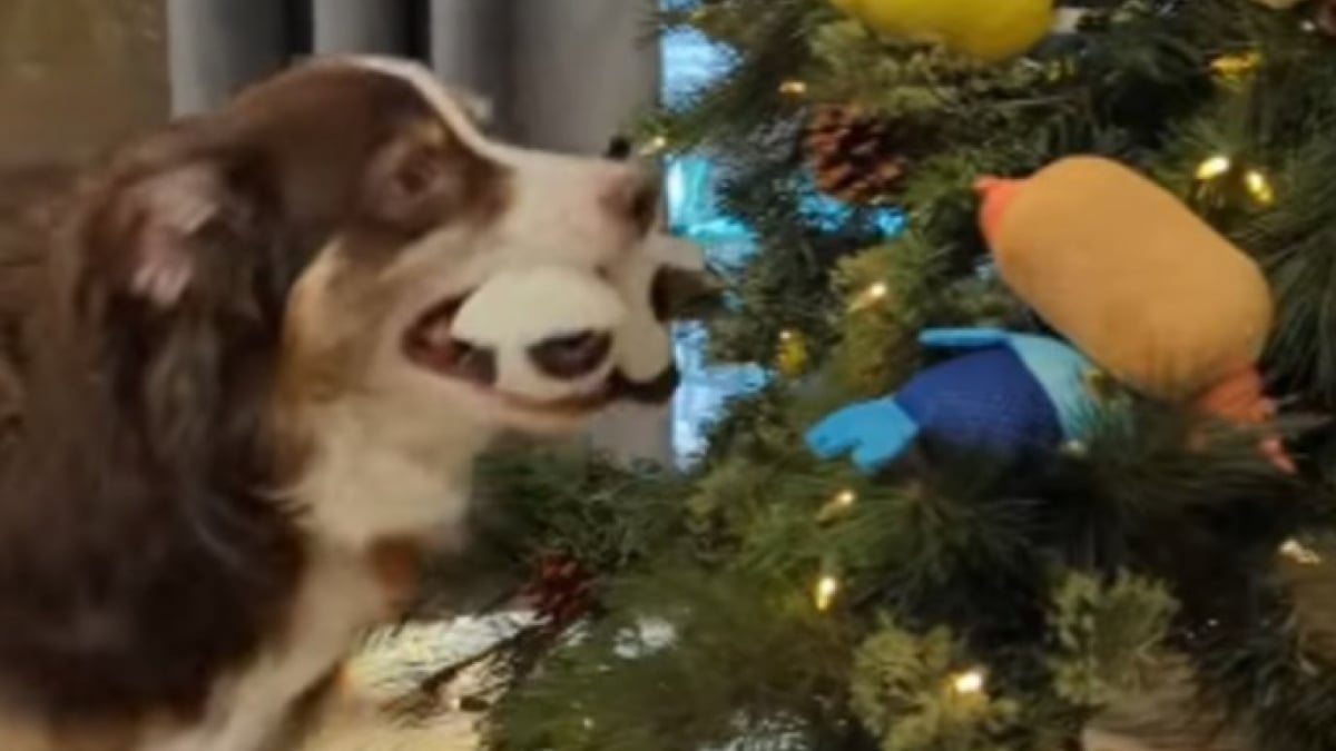 Illustration : "Ce chien est tellement heureux d'accueillir le sapin de Noël qu'il a décidé de participer à sa décoration (vidéo)"