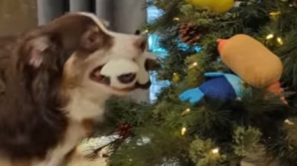 Illustration : Ce chien est tellement heureux d'accueillir le sapin de Noël qu'il a décidé de participer à sa décoration (vidéo)