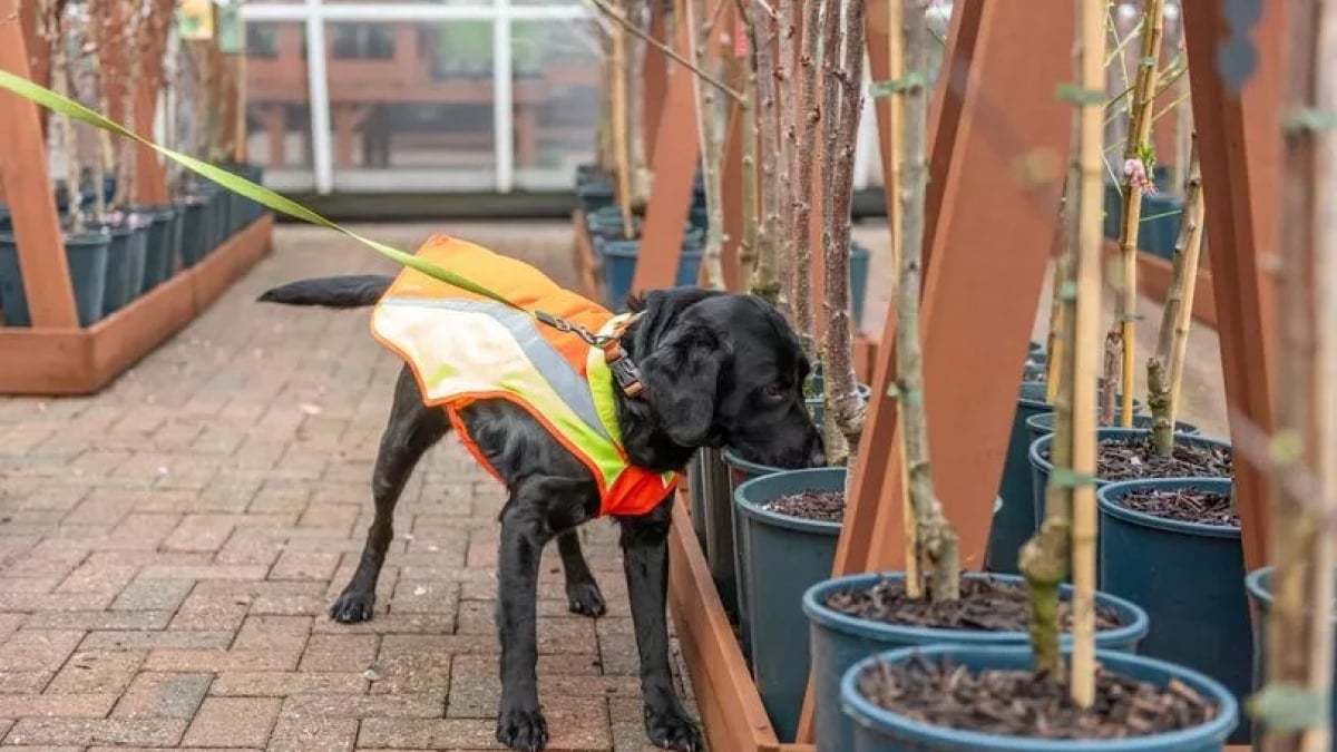 Illustration : "Dans le cadre d'un projet innovant, ce chien renifleur s’entraîne à détecter les maladies des arbres (vidéo)"