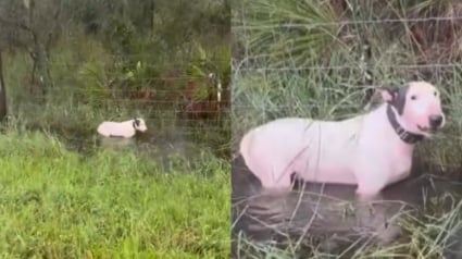 Illustration : Ce Bull Terrier découvert attaché au bord de la route à l'approche d'un ouragan commence sa nouvelle vie 2 mois après