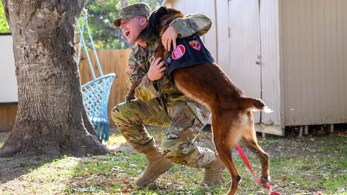 Illustration : "Un Malinois retraité de l'armée laisse libre cours à sa joie en retrouvant son maître-chien dont il était séparé depuis 4 ans"