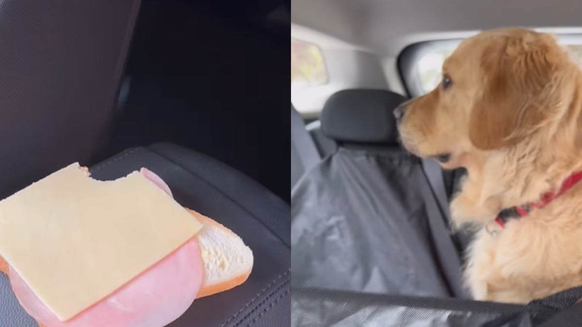 Illustration : "Un Golden Retriever tente de faire croire à sa maîtresse qu’il n’a pas volé son sandwich (vidéo) "