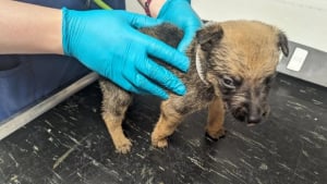 Illustration : Une femme doit répondre de ses actes devant la justice suite à la découverte de 13 chiens en piteux état sur sa propriété