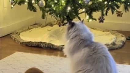 Illustration : L'hommage déchirant d'un chat à son ami canin qui n'est plus là pour fêter Noël à ses côtés (vidéo)