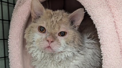 Illustration : En scannant la puce électronique d’un chat perdu dans un aéroport, une association découvre le long voyage effectué par le félin pour retrouver sa maîtresse (vidéo)