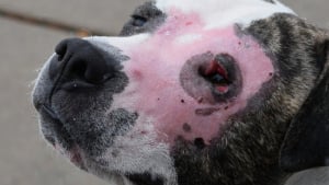 Illustration : "Une chienne découverte seule dans un parc après avoir été blessée au couteau et brûlée reprend goût à la vie après des semaines de soins"