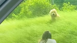 Illustration : Ce chien repéré seul dans un champ attendait que quelqu’un vienne le chercher (vidéo)