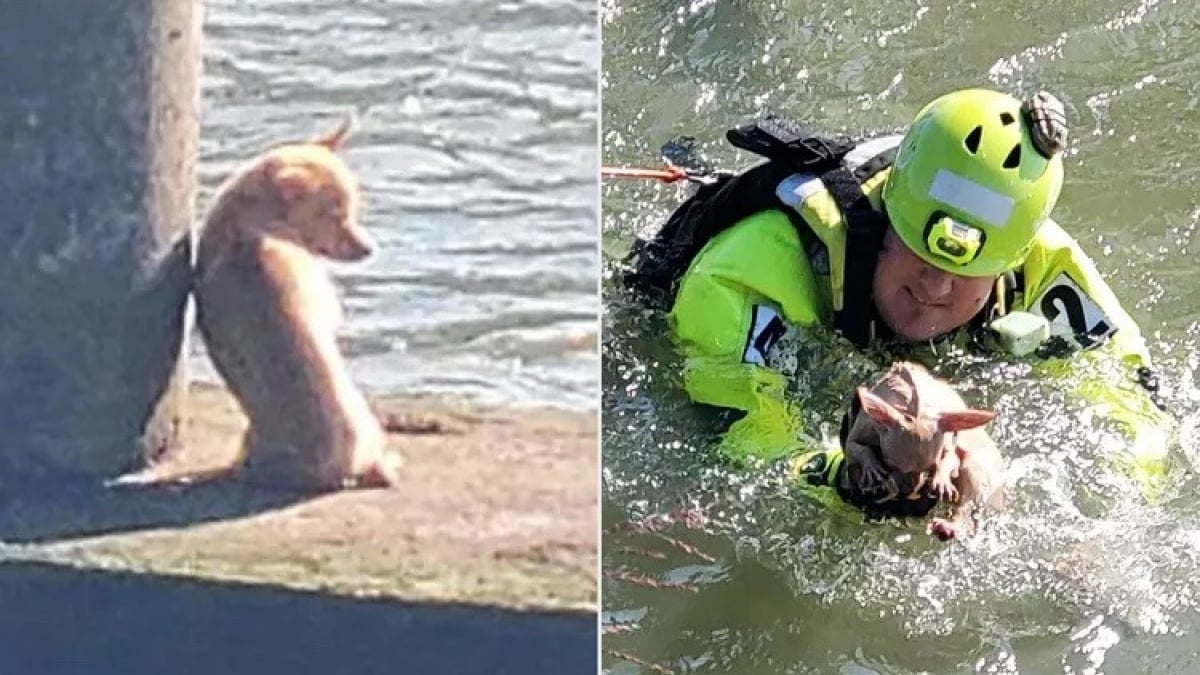 Illustration : "Un pompier vient au secours d’un Chihuahua coincé sur un pont et se rend compte qu’il a affaire à un animal récalcitrant "