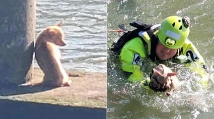 Illustration : Un pompier vient au secours d’un Chihuahua coincé sur un pont et se rend compte qu’il a affaire à un animal récalcitrant 