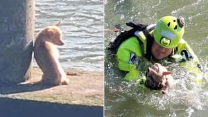 Illustration : "Un pompier vient au secours d’un Chihuahua coincé sur un pont et se rend compte qu’il a affaire à un animal récalcitrant "