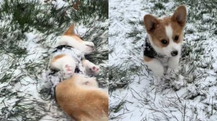 Illustration : Ce Corgi ne peut contenir son excitation après avoir posé les pattes dans la neige pour la première fois de sa vie (vidéo) 