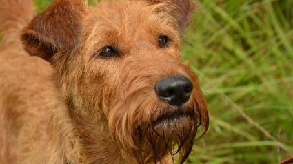 Illustration : Des spéléologues au secours de 2 chiens tombés dans une cavité rocheuse dont un coincé plus de 30 mètres sous terre