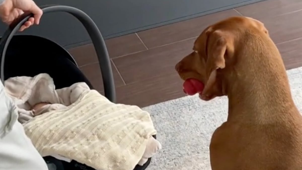 Illustration : "Au contact de son petit frère humain, un Vizsla énergique se métamorphose en une douce boule d’amour (vidéo)"