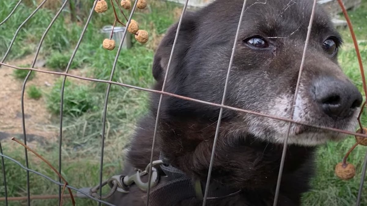 Illustration : "10 ans de négociations ont été nécessaires pour que Rusty, un chien âgé, puisse enfin profiter de la vie"