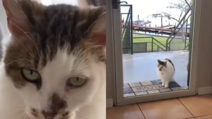 Illustration : Elle découvre la double vie de son chat grâce à un message vocal laissé sur son répondeur (vidéo)