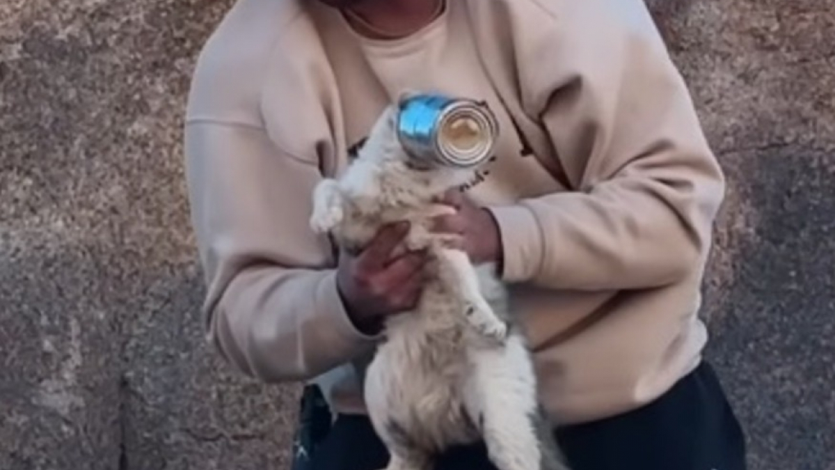 Illustration : "Un couple de randonneurs porte secours à un chat ayant la tête coincée dans une boîte de conserve (vidéo)"