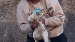 Illustration : "Un couple de randonneurs porte secours à un chat ayant la tête coincée dans une boîte de conserve (vidéo)"