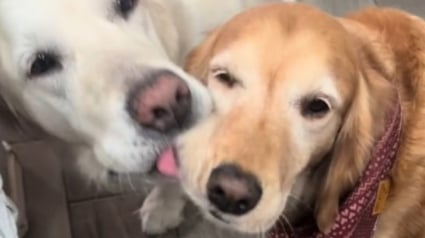 Illustration : Une Golden Retriever traumatisée par toute une vie passée dans une usine à chiots retrouve le sourire auprès de ses 7 nouveaux amis (vidéo)