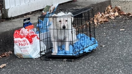 Illustration : Un chien abandonné dans une cage avec tous ses accessoires en tremble encore mais est désormais entre de bonnes mains