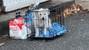 Illustration : "Un chien abandonné dans une cage avec tous ses accessoires en tremble encore mais est désormais entre de bonnes mains"